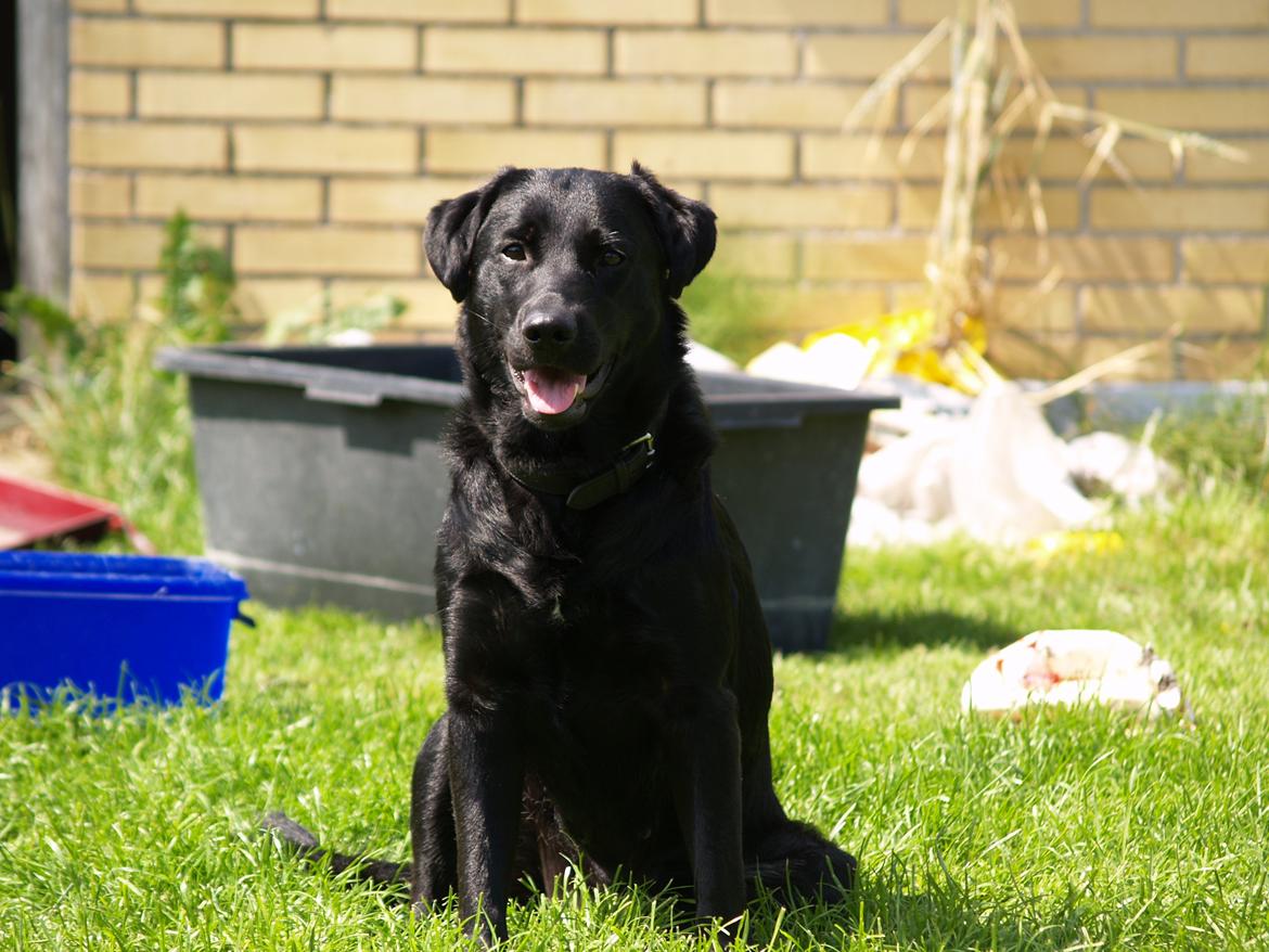 Blanding af racer Dobby <3 - „En rigtig ven kan se tårer bag smilet.“ billede 11