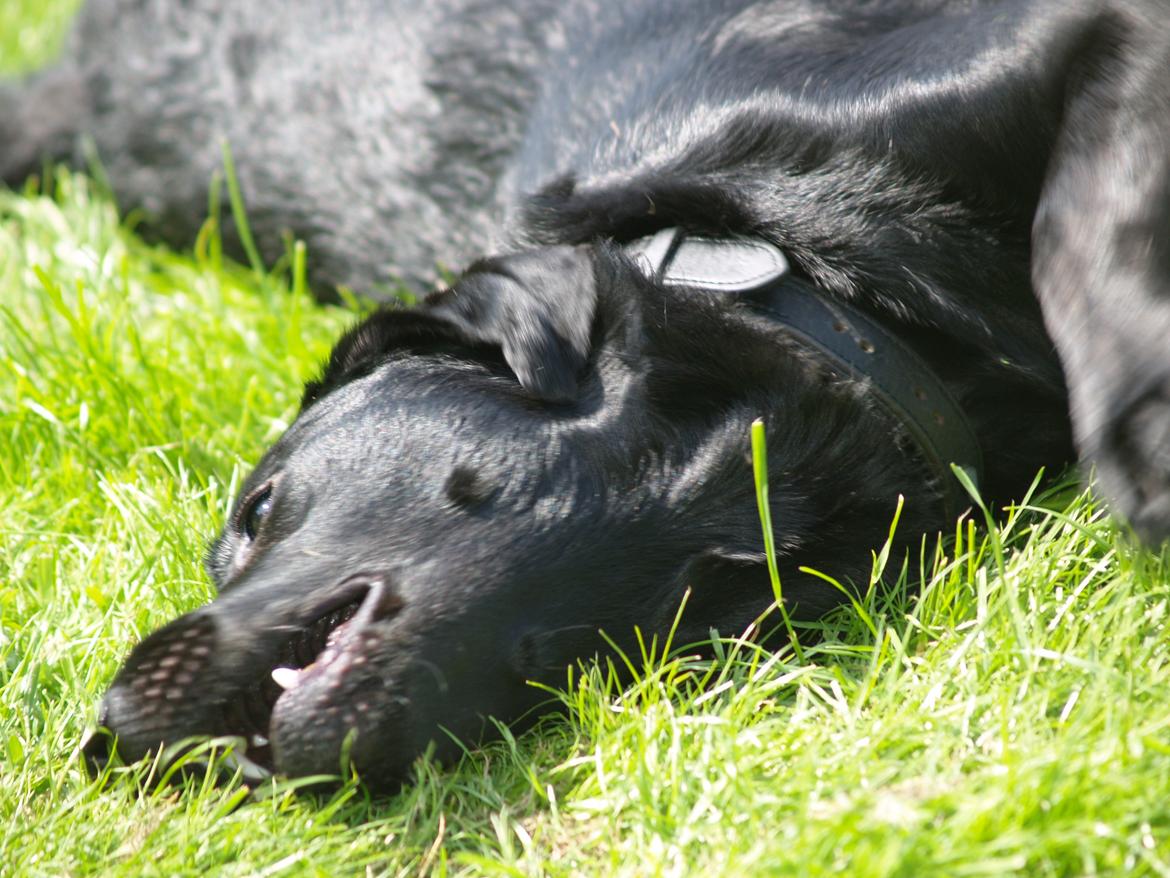 Blanding af racer Dobby <3 - „En rigtig ven fortæller dig det, når du har spinat mellem tænderne. “ billede 17