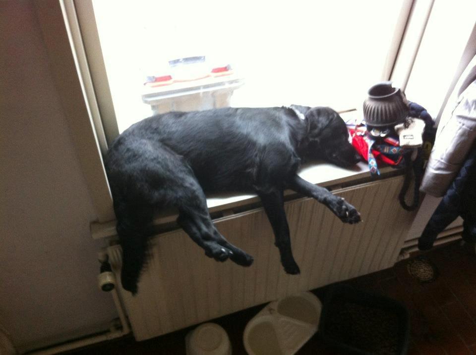 Blanding af racer Dobby <3 - „I denne verden er du måske kun en hund, men for ét menneske, kan du betyde en verden til forskel.“ billede 18