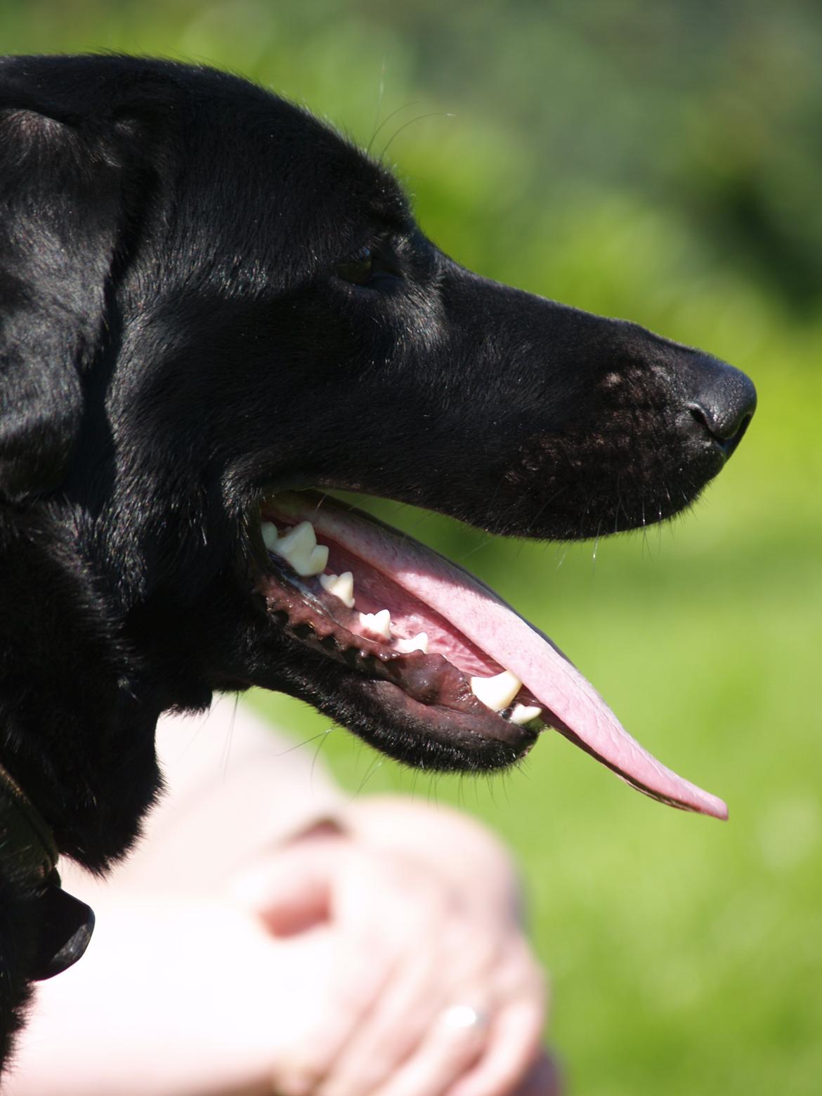 Blanding af racer Dobby <3 - Tak for kigget! potedask herfra :-D  billede 20