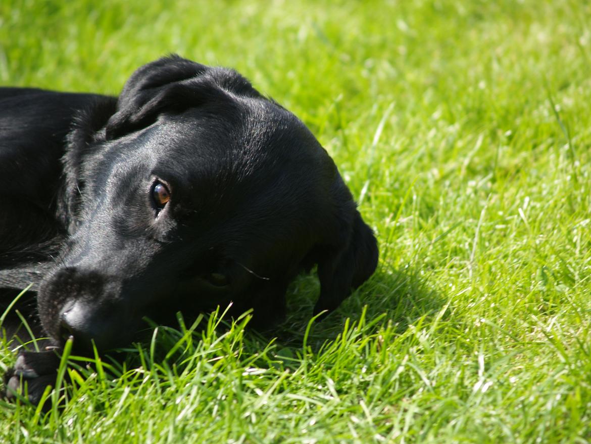 Blanding af racer Dobby <3 - „Friends we are, friends we will be, friends forever, you and me.“ billede 19