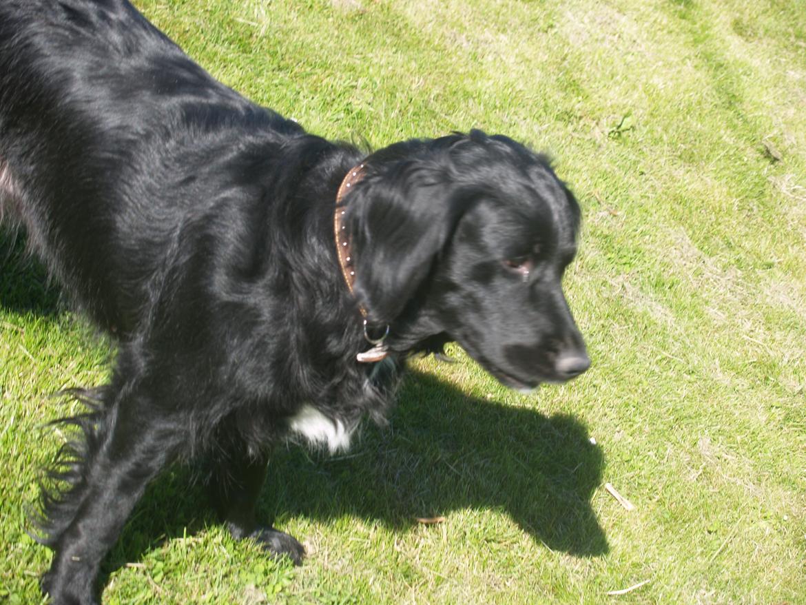 Flat coated retriever Mollie billede 12
