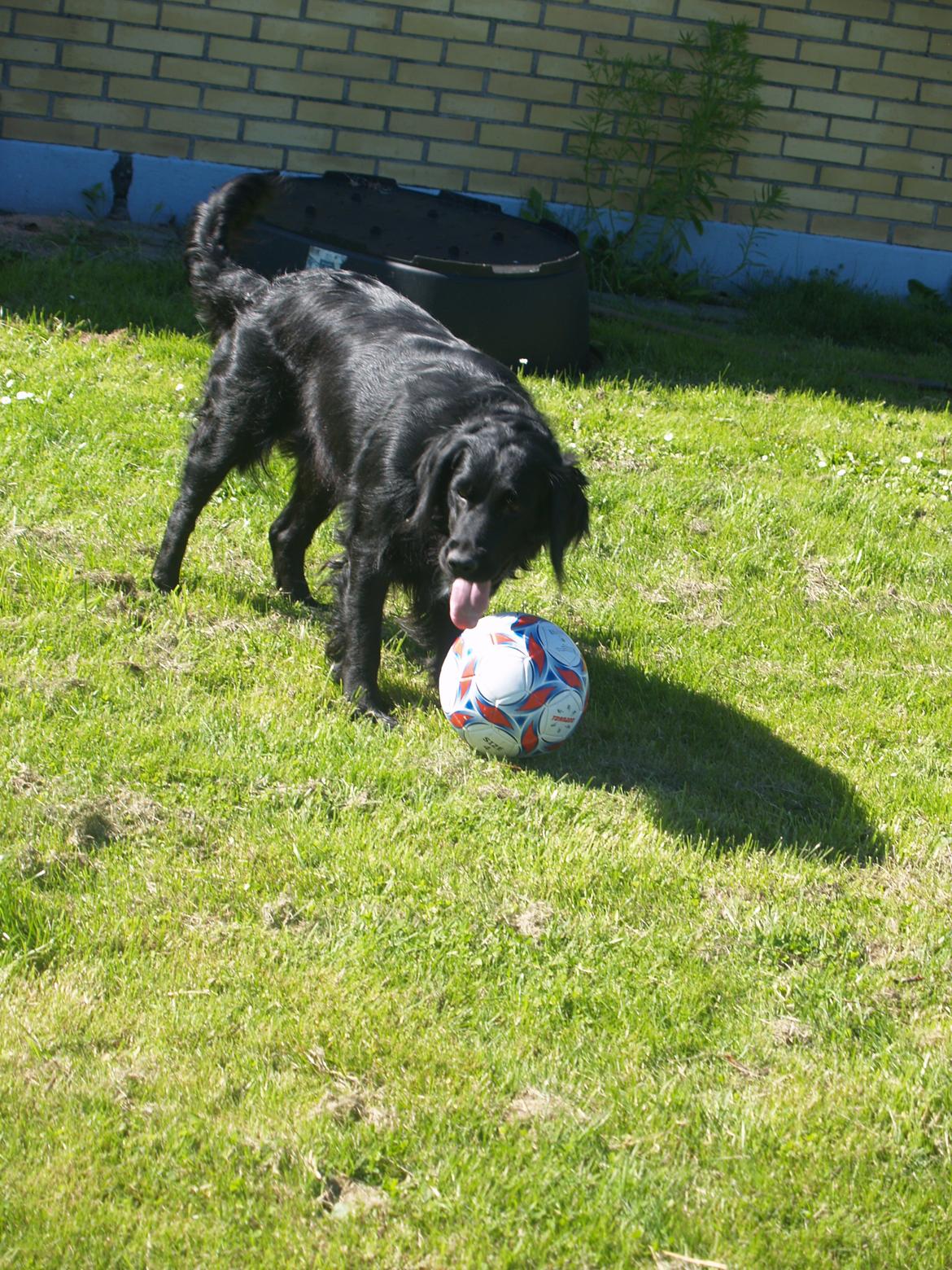 Flat coated retriever Mollie billede 13