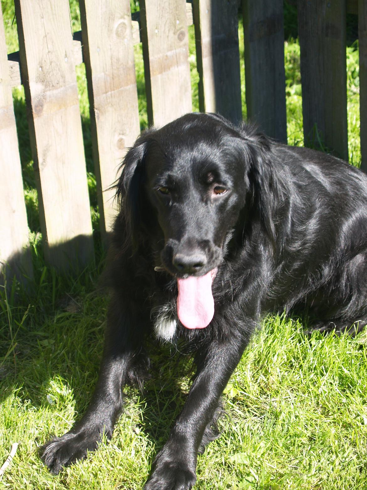Flat coated retriever Mollie billede 14
