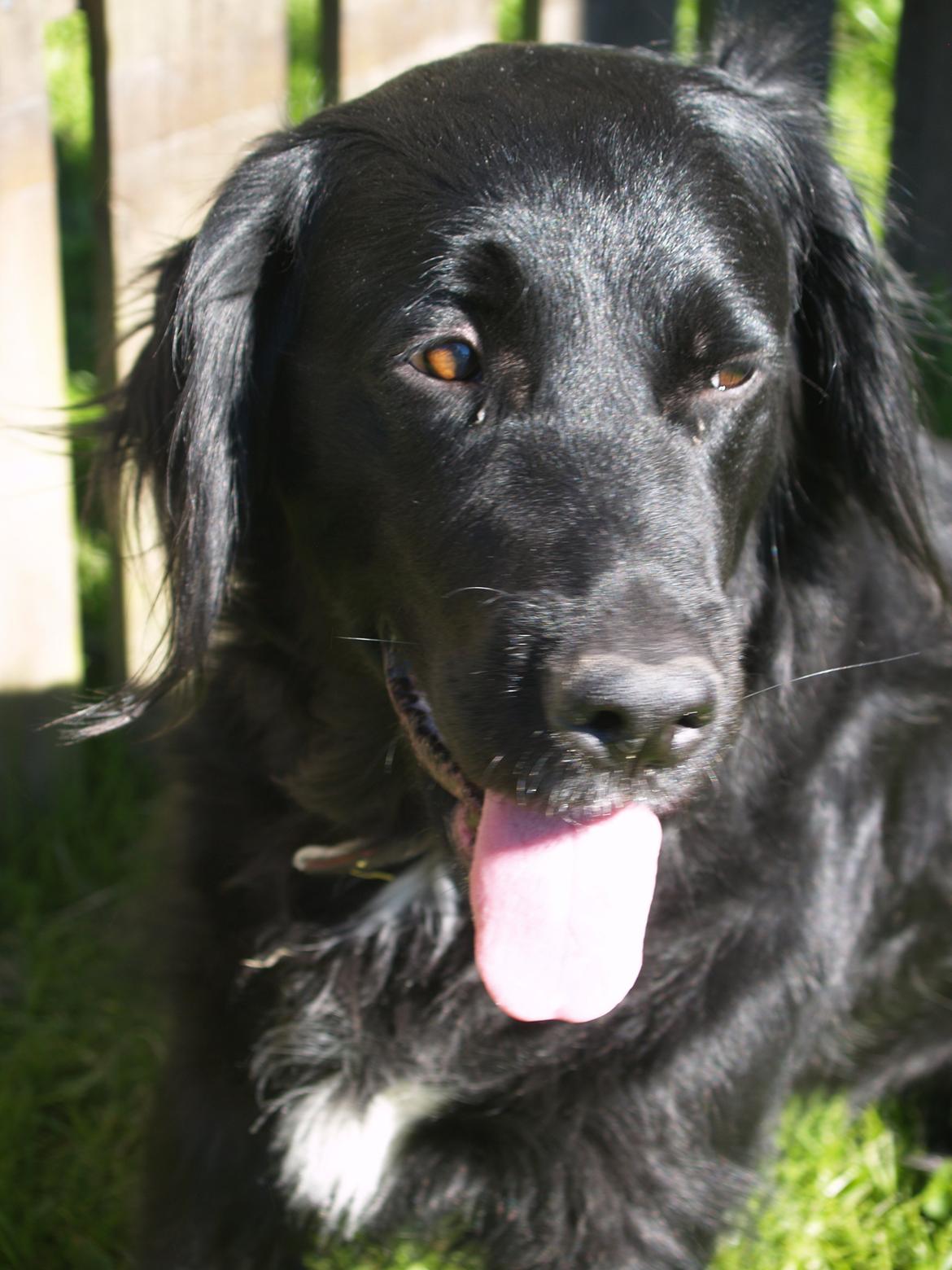 Flat coated retriever Mollie billede 15