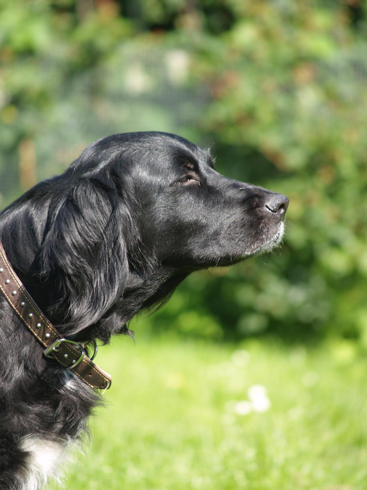 Flat coated retriever Mollie billede 16