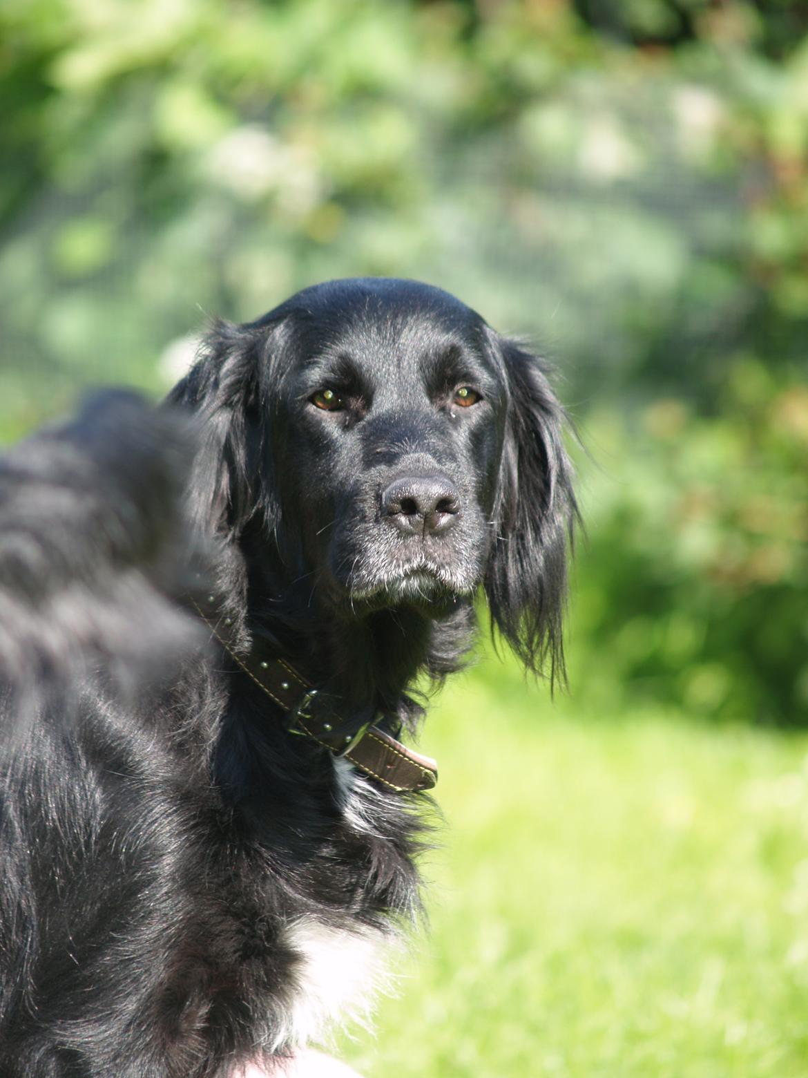 Flat coated retriever Mollie billede 17
