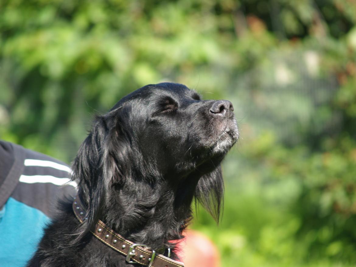 Flat coated retriever Mollie billede 18