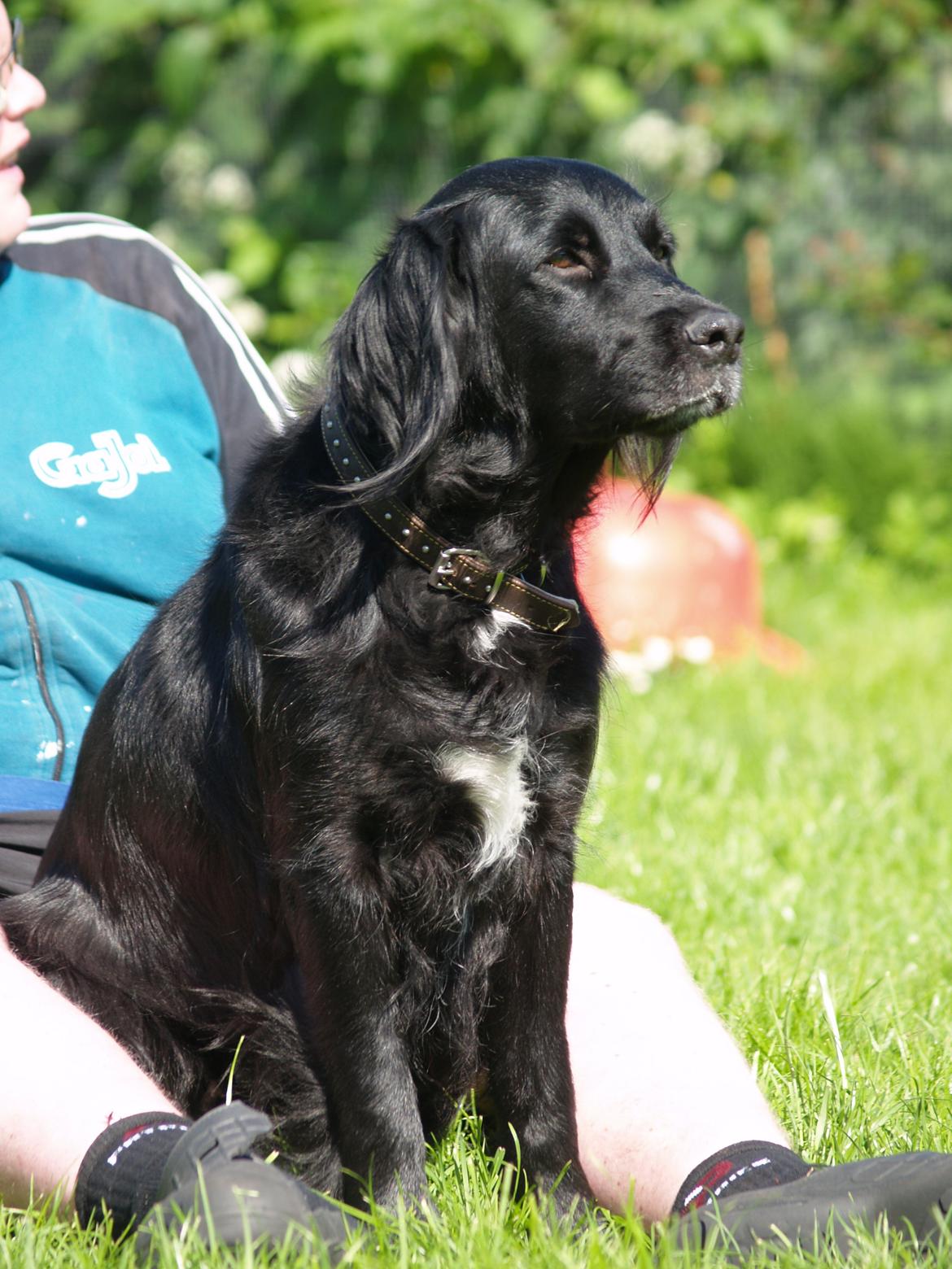 Flat coated retriever Mollie billede 19