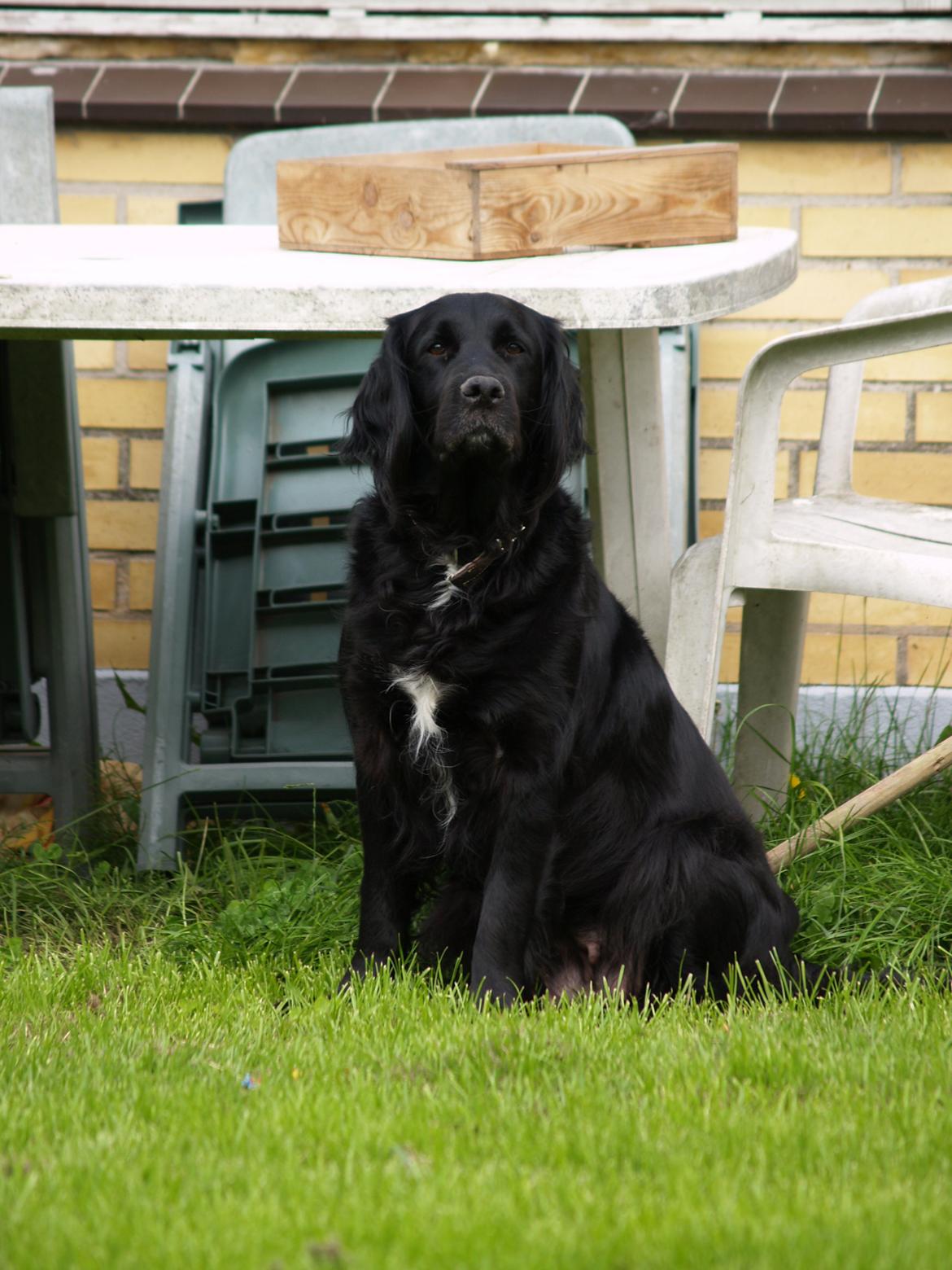 Flat coated retriever Mollie billede 20