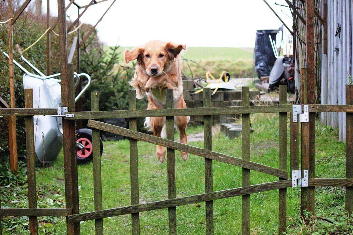 Golden retriever Karla billede 5