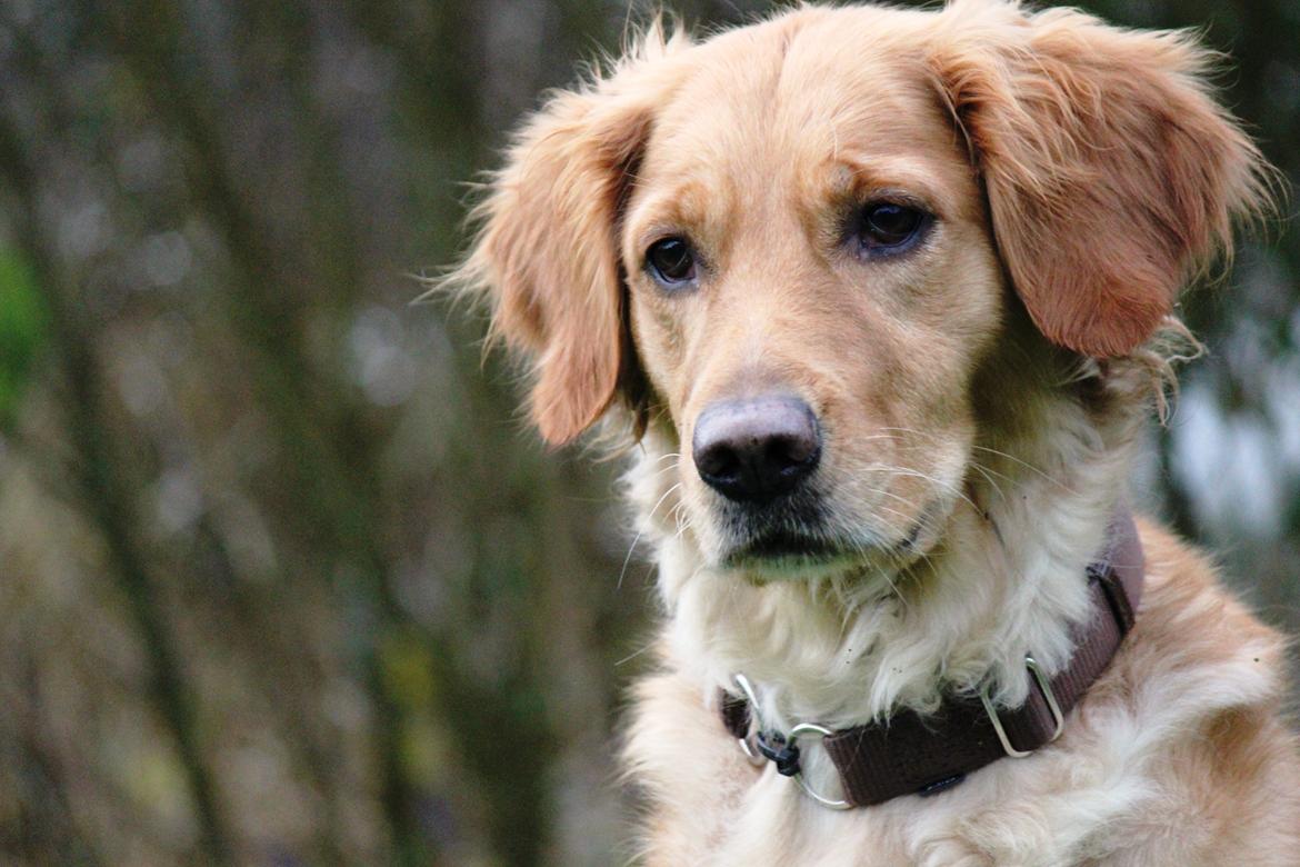 Golden retriever Karla billede 6