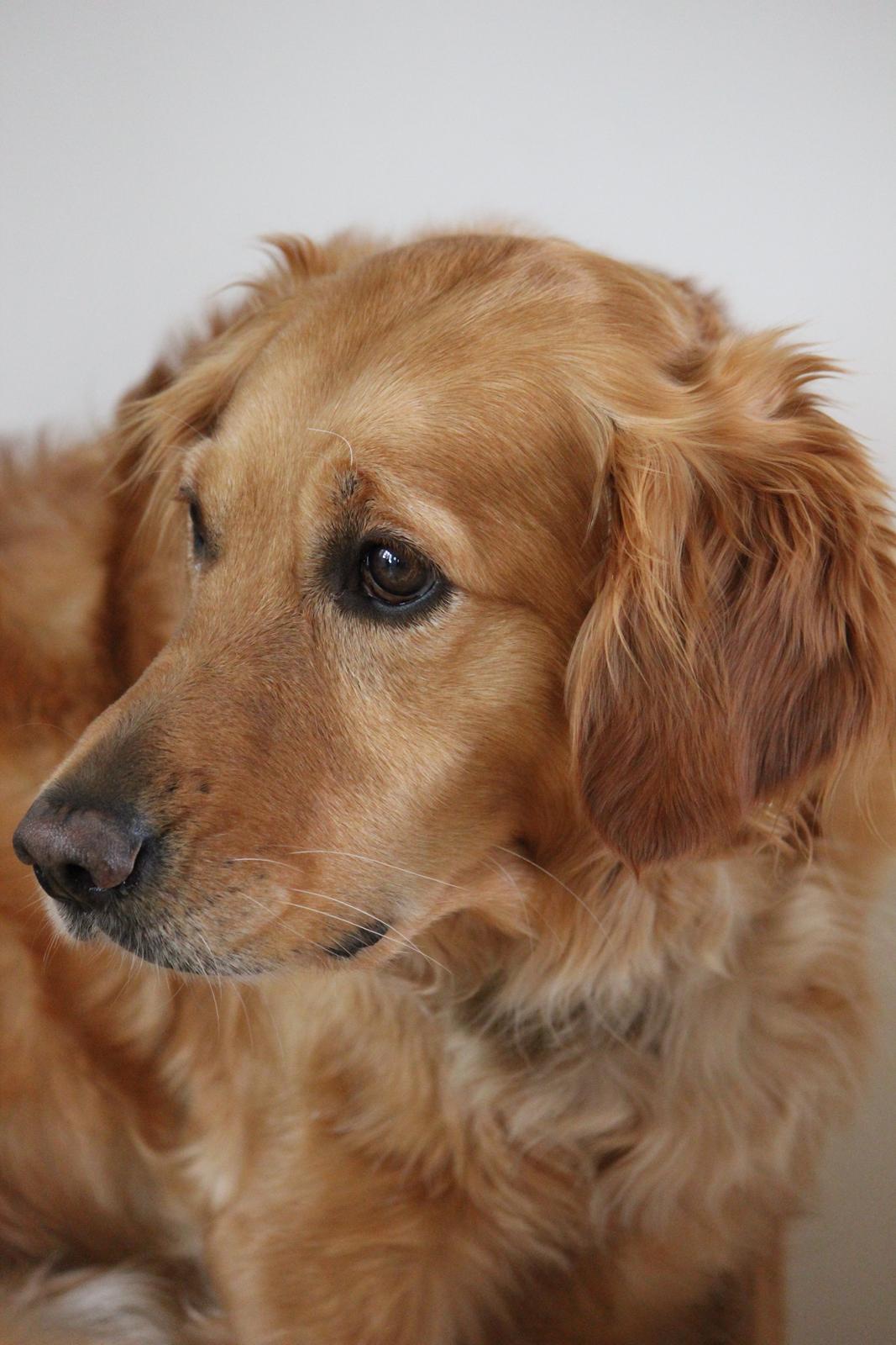 Golden retriever Karla billede 7