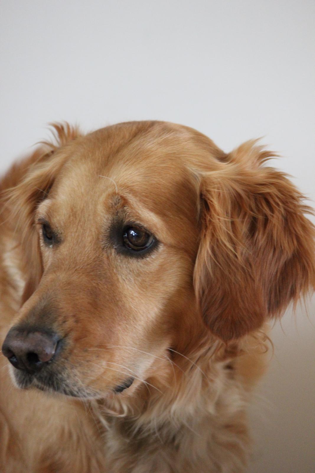 Golden retriever Karla billede 8