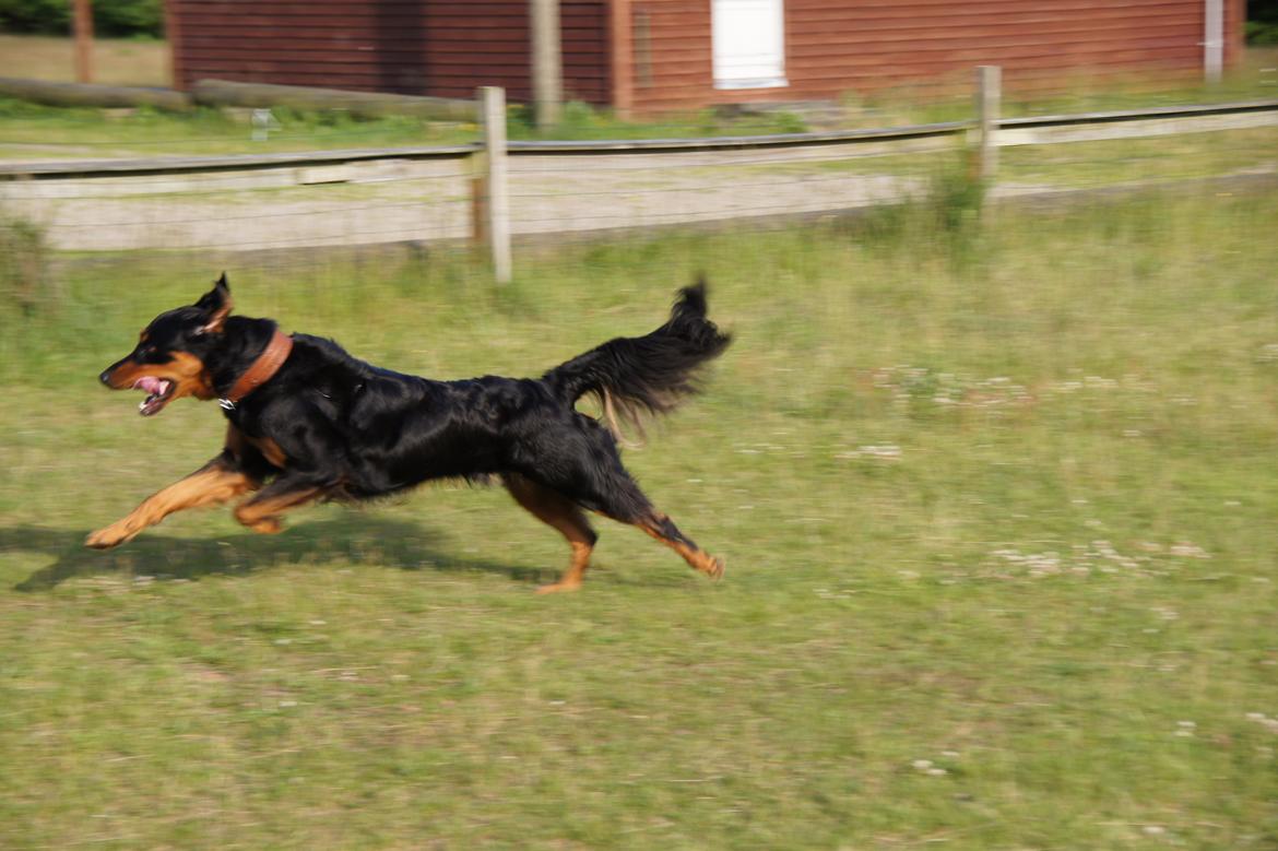 Blanding af racer Muffi billede 29