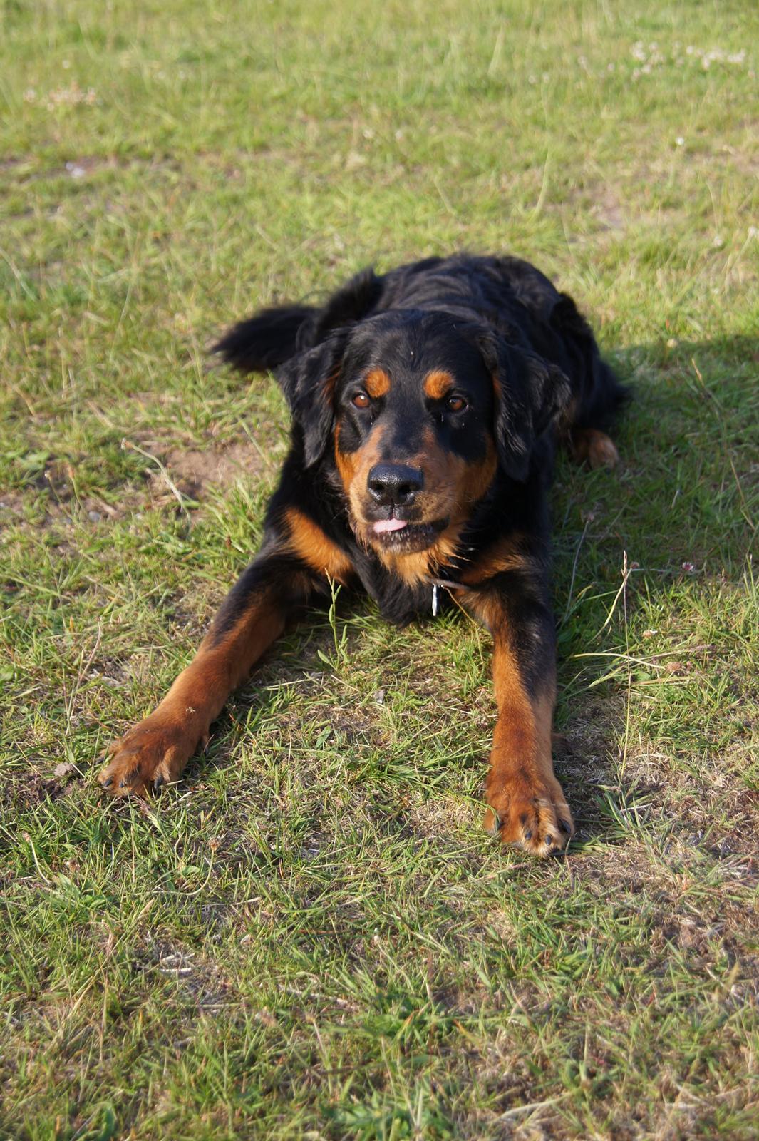 Blanding af racer Muffi - Jeg rækker tunde :p billede 24