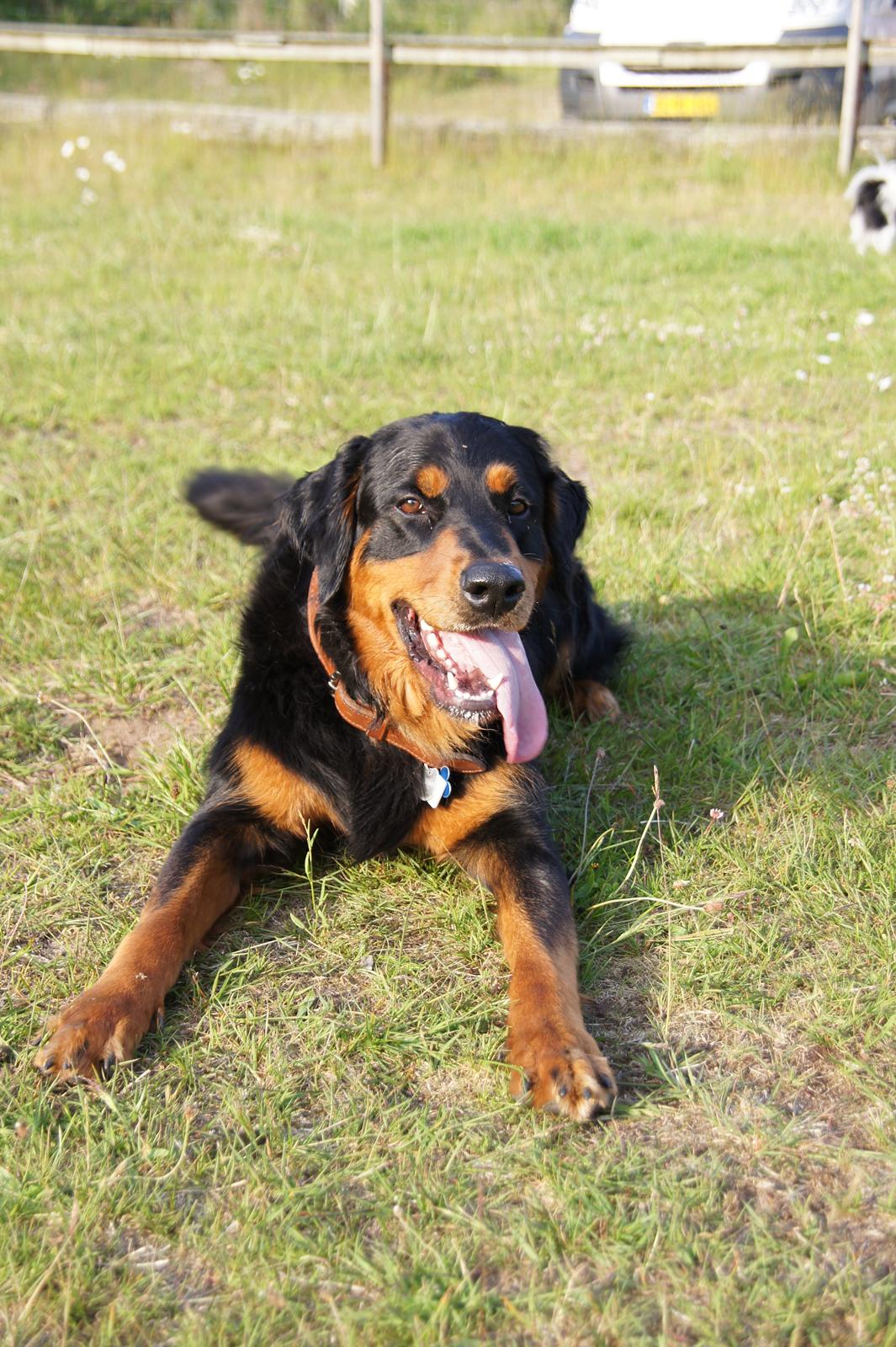 Blanding af racer Muffi billede 23