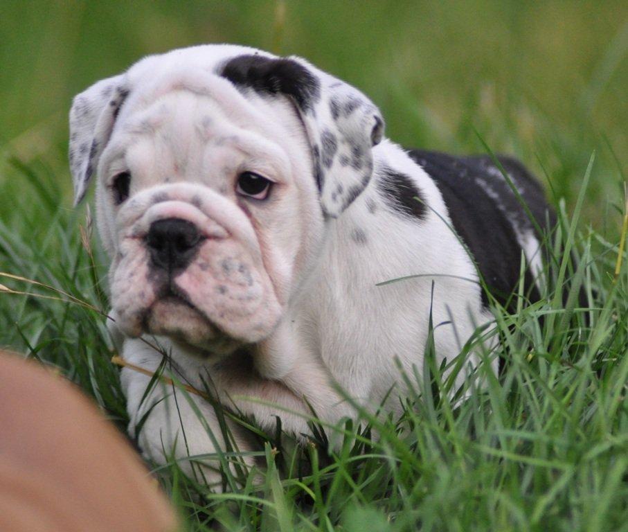 Engelsk bulldog Piiebuddy (Besta czin czin) - Billeder af hunde ...