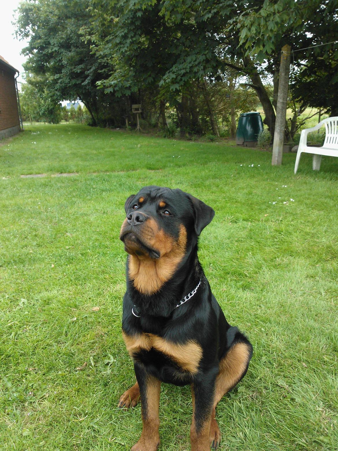 Rottweiler Vom Hause Luna's Nelson billede 6