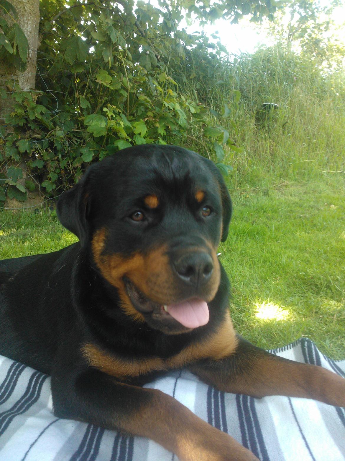 Rottweiler Vom Hause Luna's Nelson billede 7