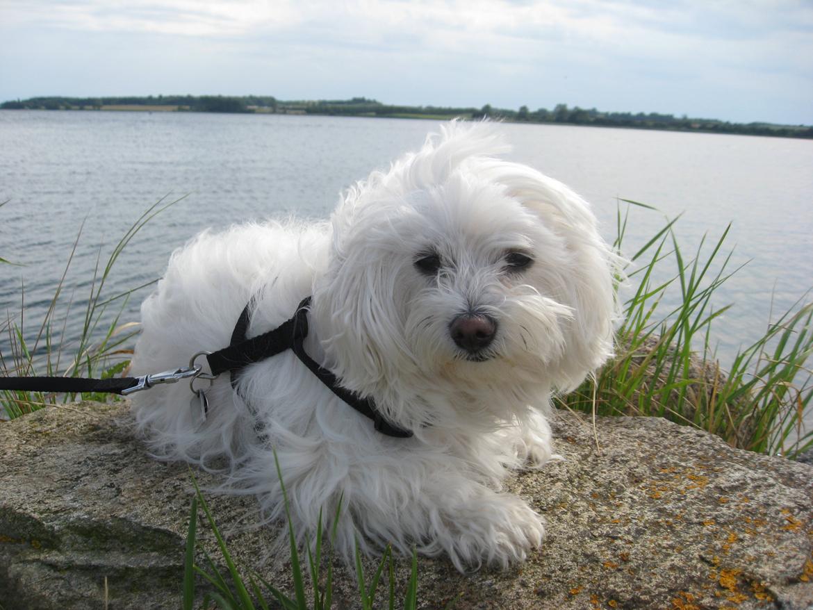 Malteser Freja<3 billede 2