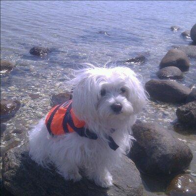 Malteser Freja<3 billede 4