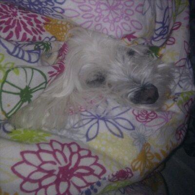 Malteser Freja<3 billede 5