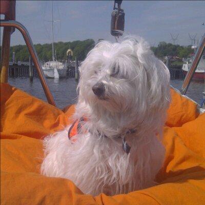 Malteser Freja<3 billede 6