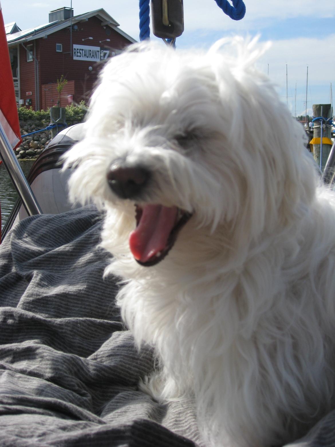 Malteser Freja<3 billede 7