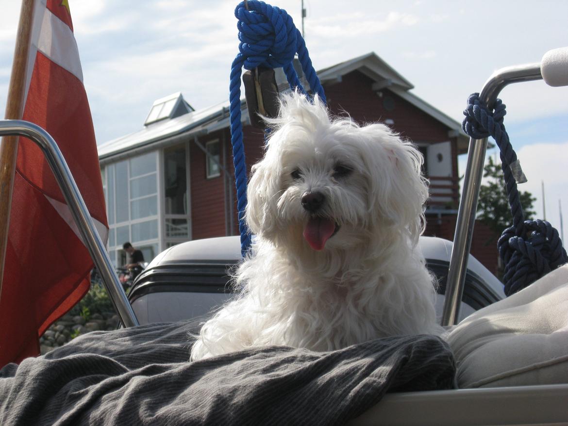 Malteser Freja<3 billede 8