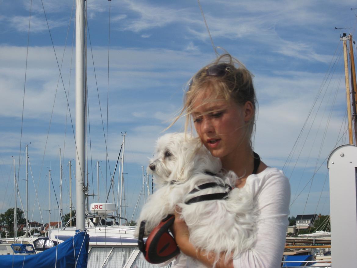 Malteser Freja<3 billede 3