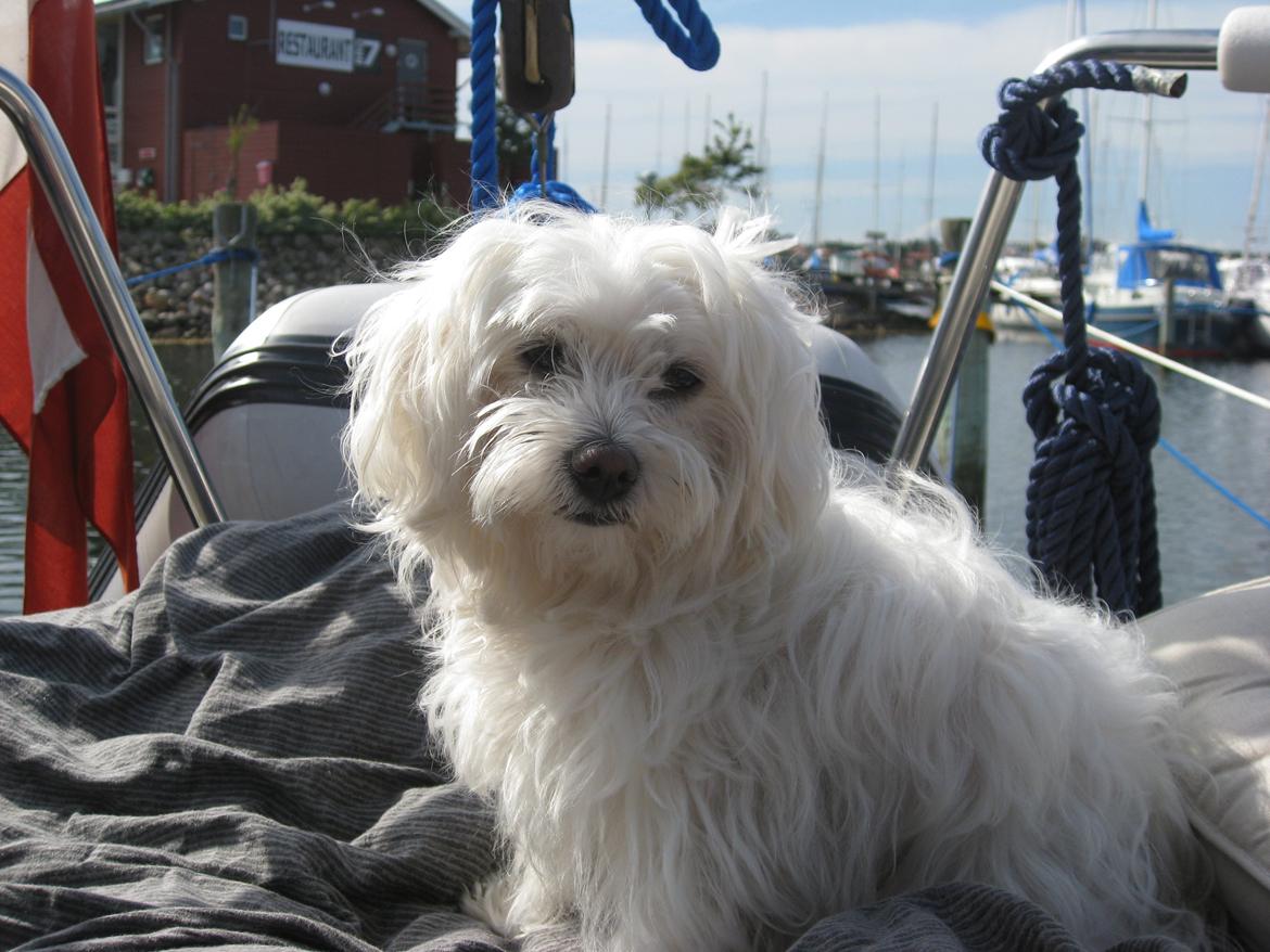 Malteser Freja<3 billede 10