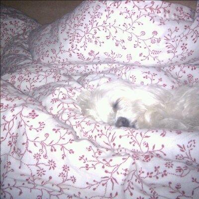 Malteser Freja<3 billede 12