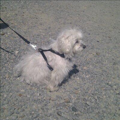 Malteser Freja<3 billede 13