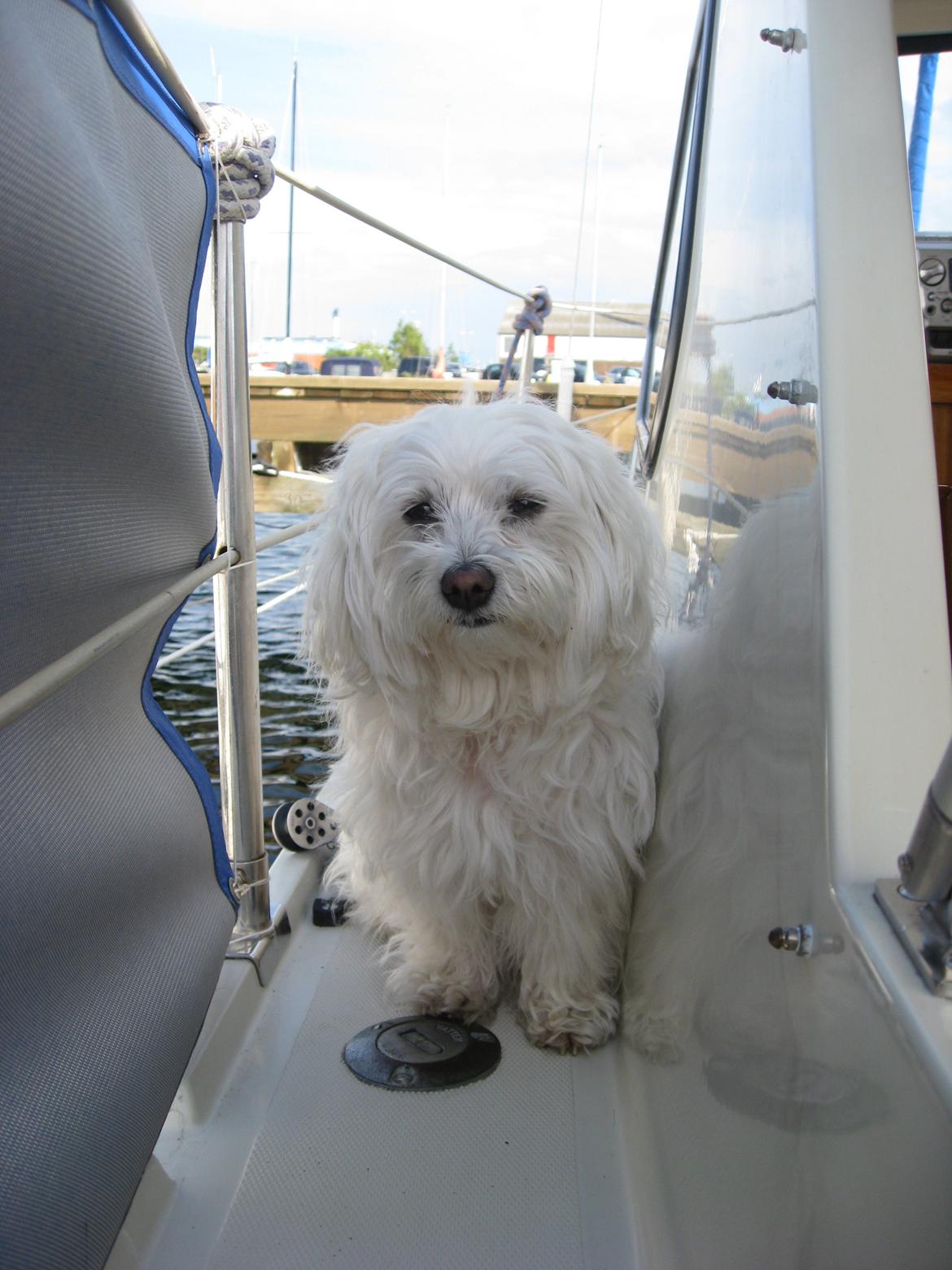 Malteser Freja<3 billede 14