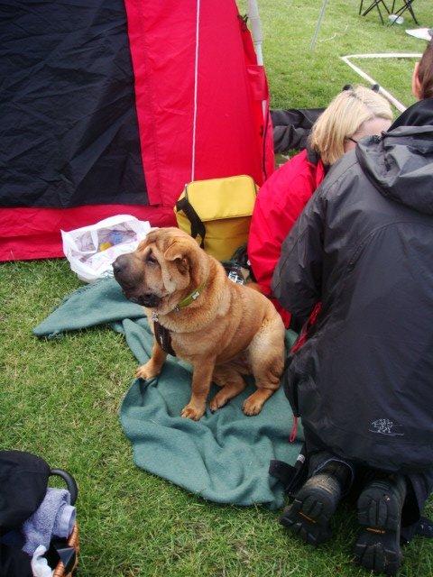 Shar pei Mei-Li (Meatmouth Give Me The Rubin) billede 1