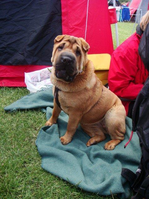 Shar pei Mei-Li (Meatmouth Give Me The Rubin) billede 3