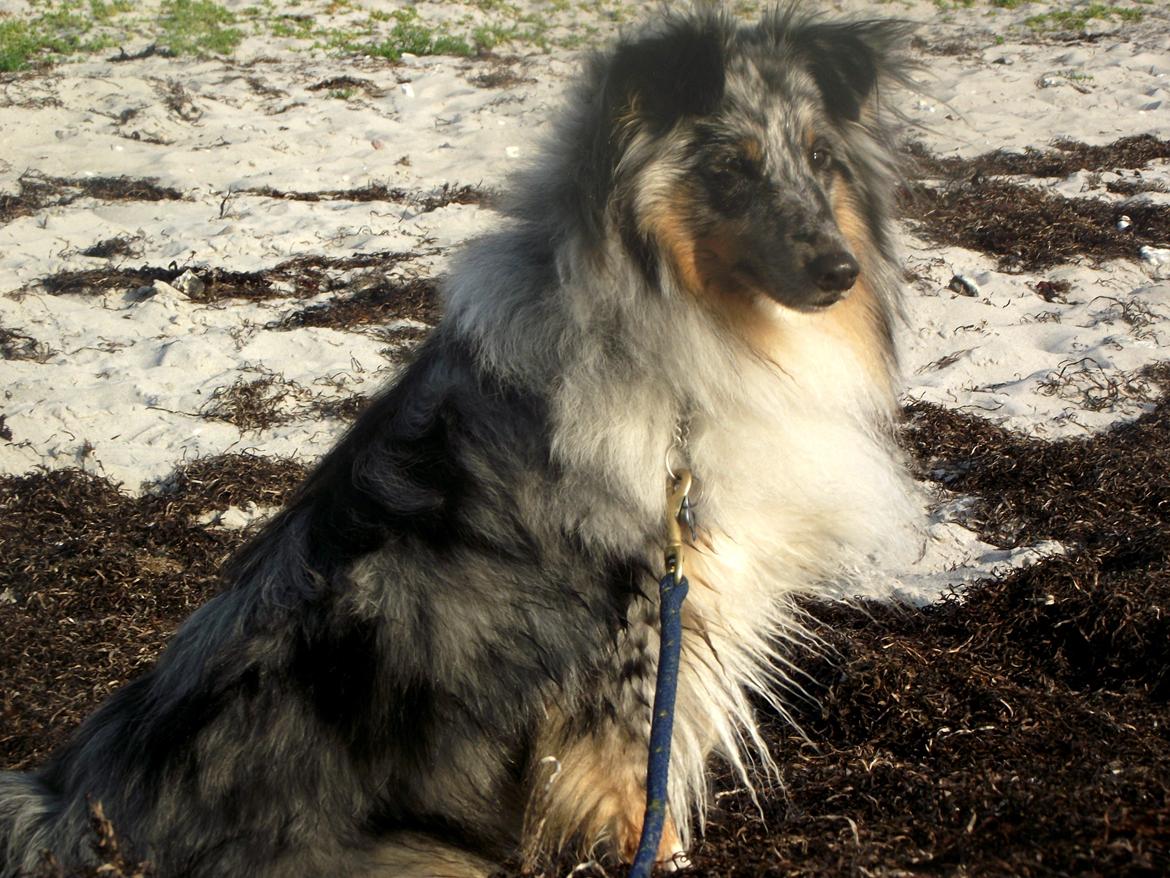 Shetland sheepdog Kennel Mifans Hero Hovsasa billede 2