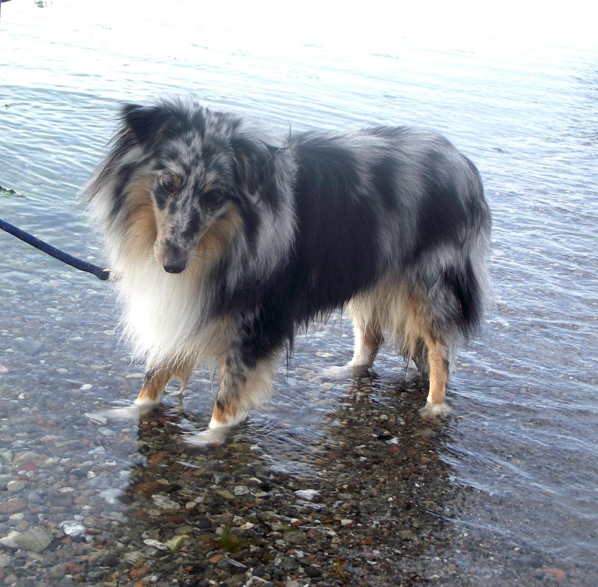 Shetland sheepdog Kennel Mifans Hero Hovsasa billede 3