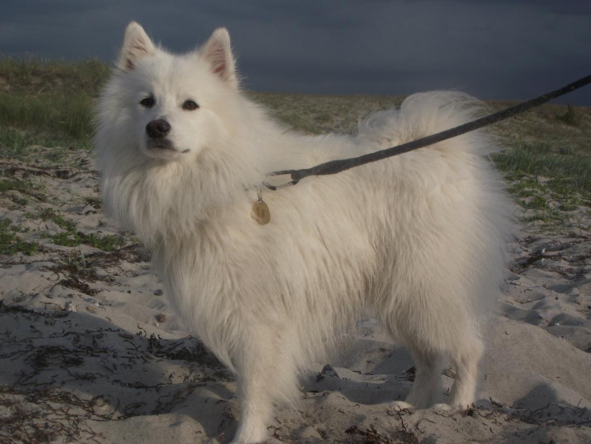 Japansk spids - Chiko billede 23