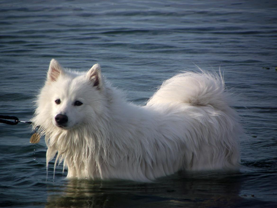 Japansk spids - Chiko - Velkommen til Chiko's profil :-D billede 4