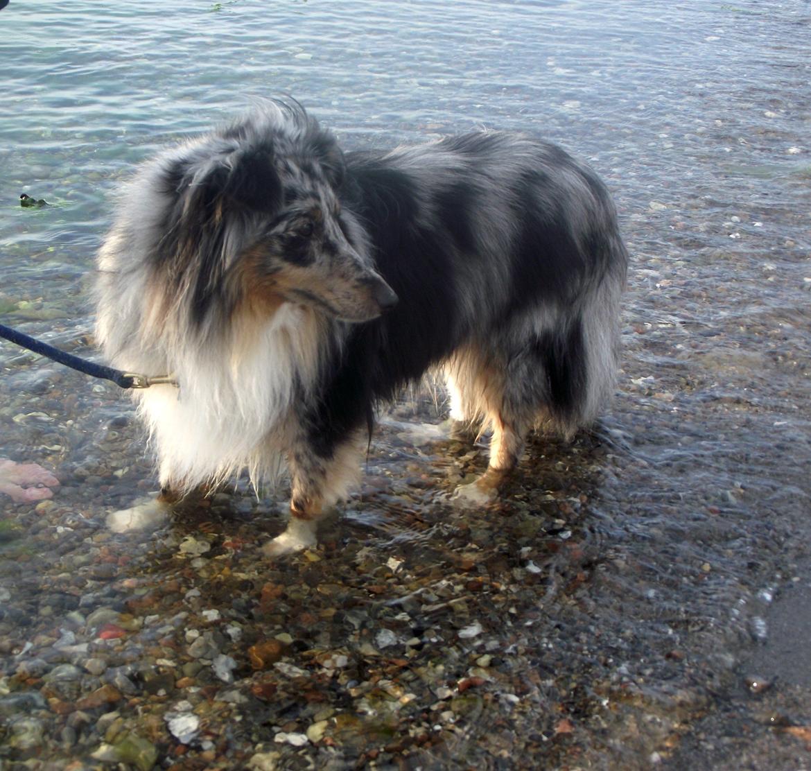 Shetland sheepdog Kennel Mifans Hero Hovsasa billede 8