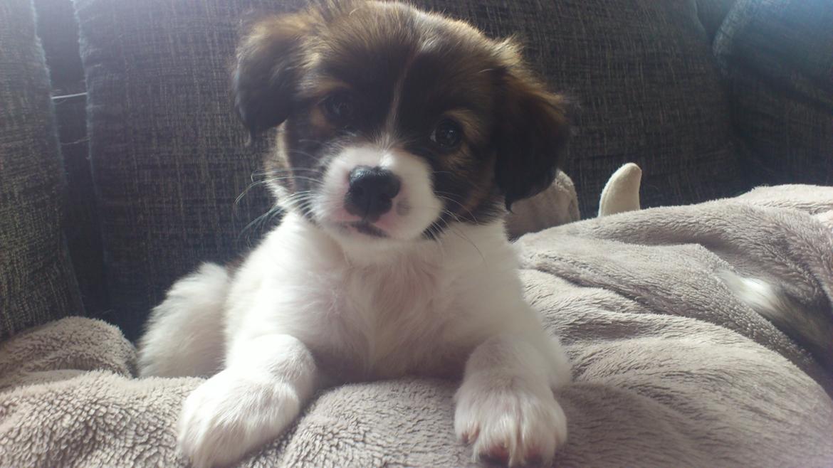 Blanding af racer Lucca billede 1