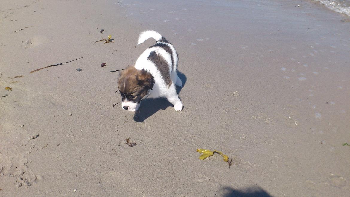 Blanding af racer Lucca billede 2