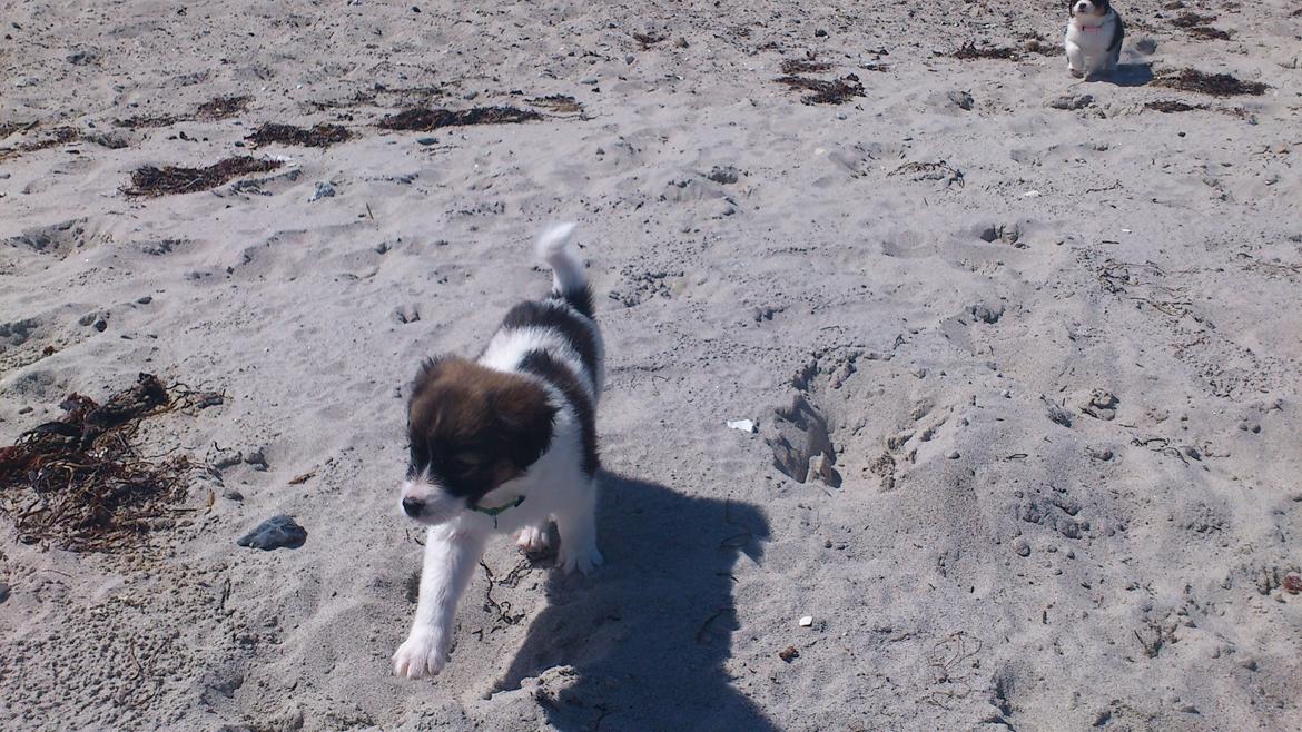 Blanding af racer Lucca billede 3