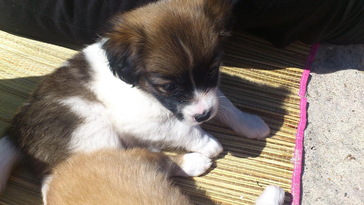 Blanding af racer Lucca billede 4