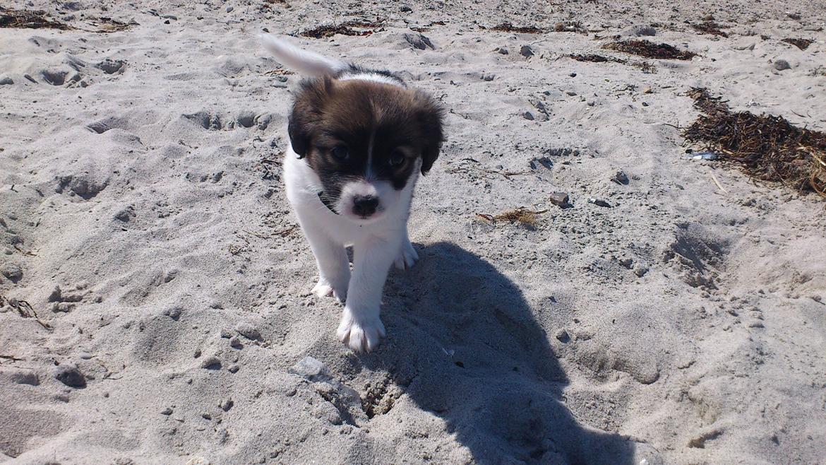 Blanding af racer Lucca billede 5