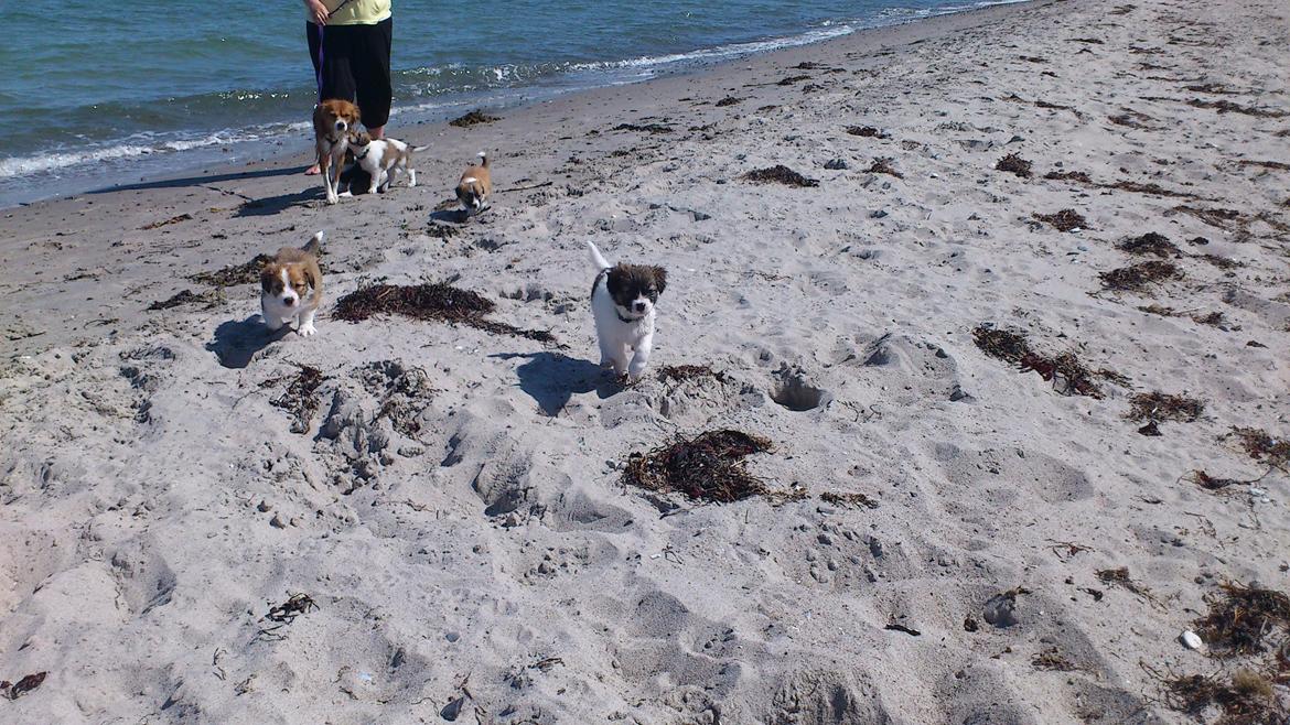 Blanding af racer Lucca billede 6