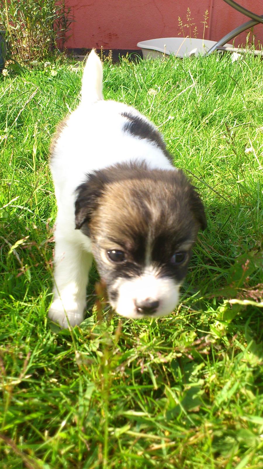 Blanding af racer Lucca billede 7