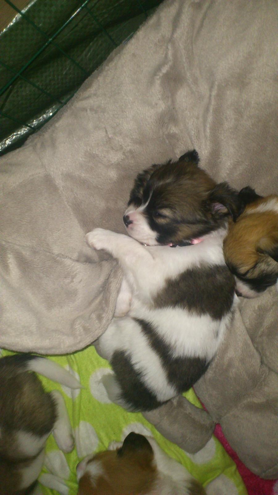 Blanding af racer Lucca billede 8